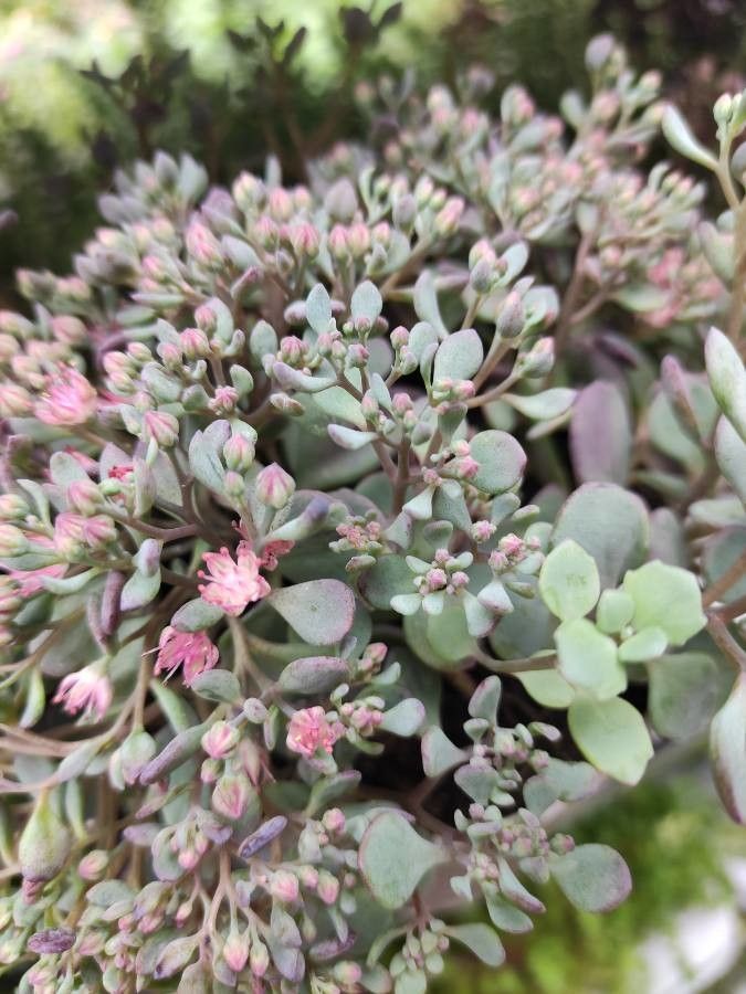 Sedum laxum — houseplant care guide