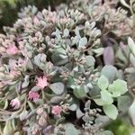 Sedum laxum