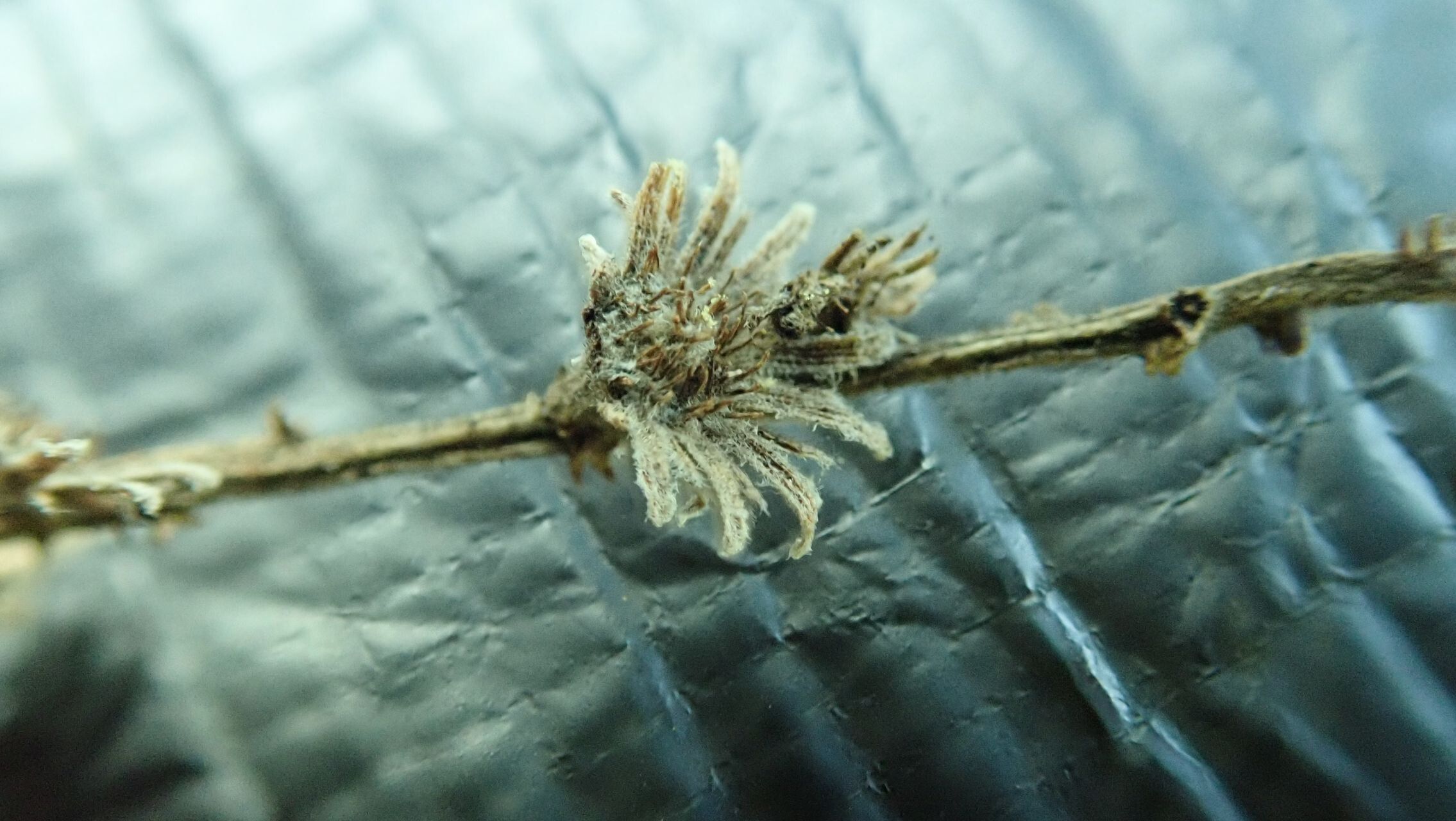 Homalium austrocaledonicum fruit