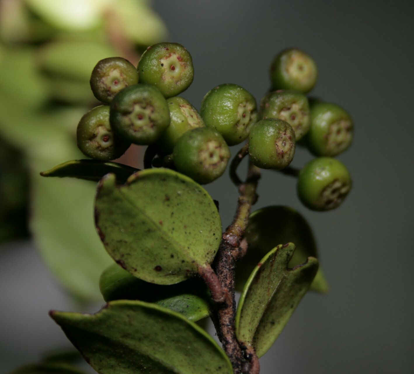 Vaccinium obedii fruit