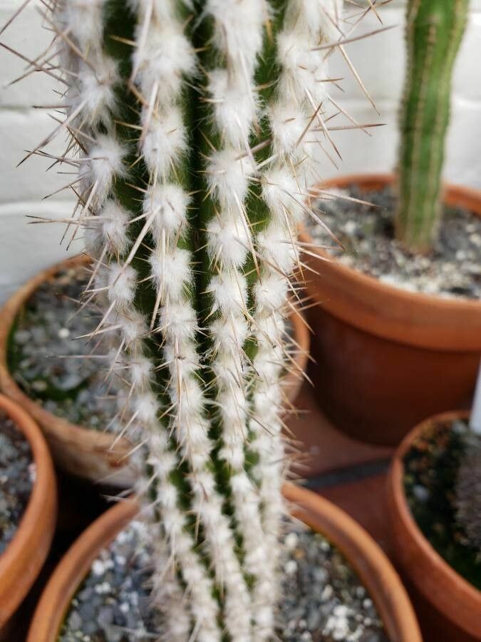 Eulychnia breviflora leaf