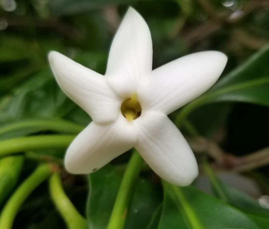Atractocarpus fitzalanii flower