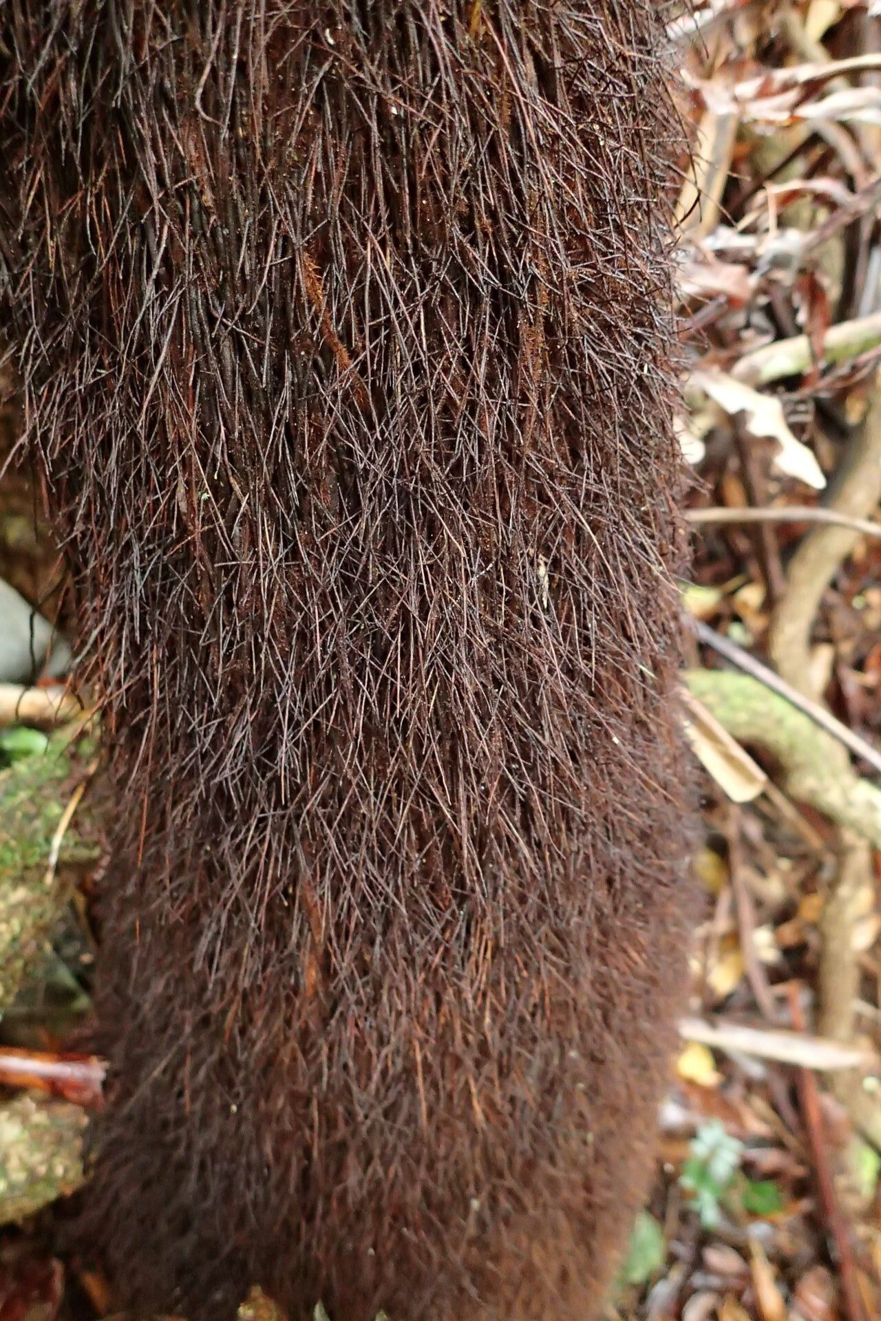 Dicksonia munzingeri bark