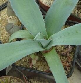 Agave nuusaviorum — houseplant care guide