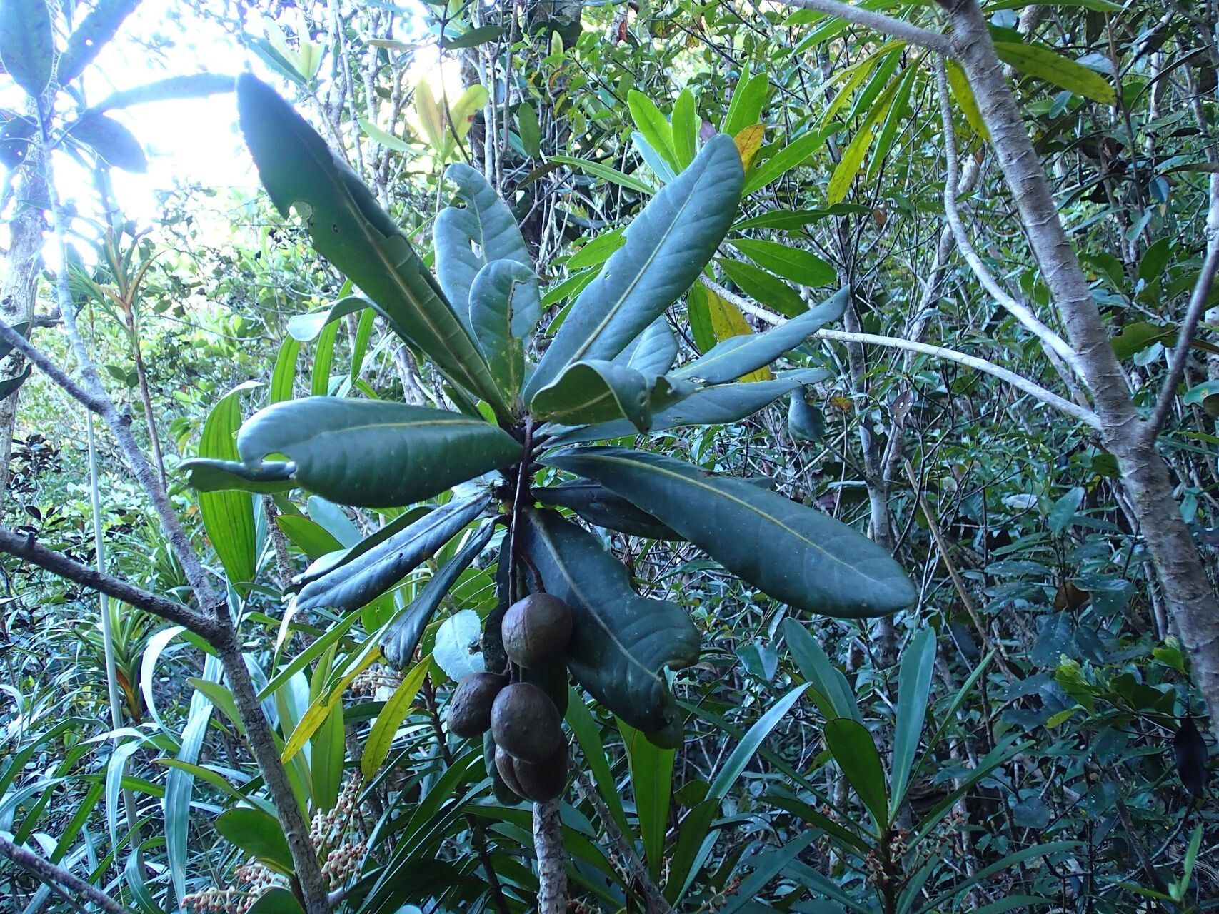 Acropogon margaretae fruit