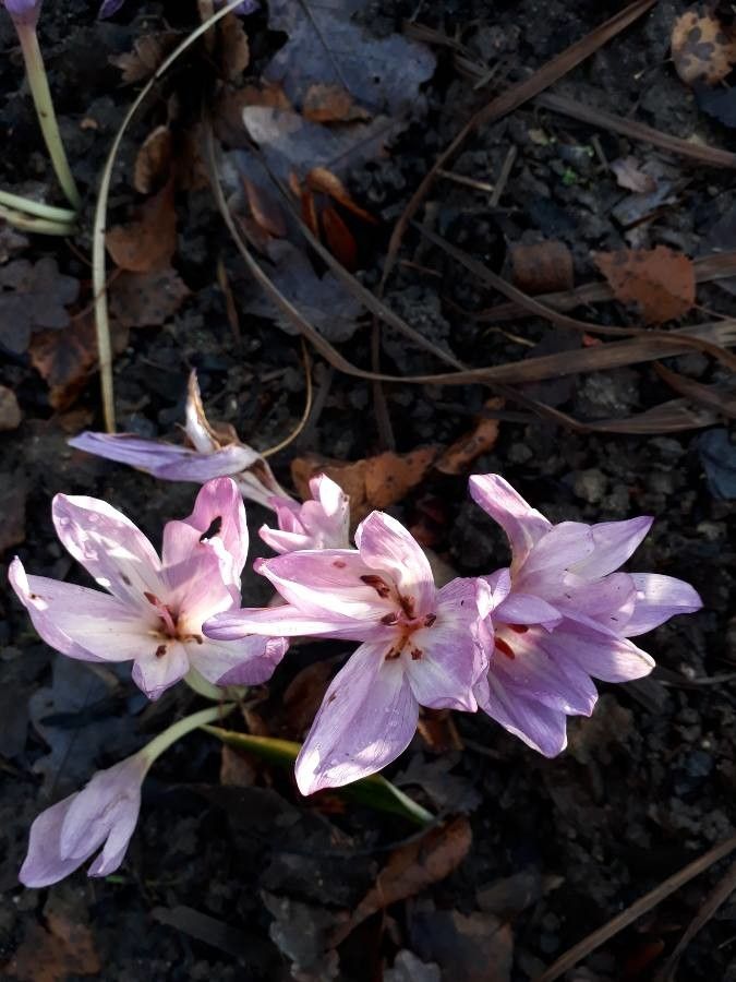 Colchicum multiflorum flower