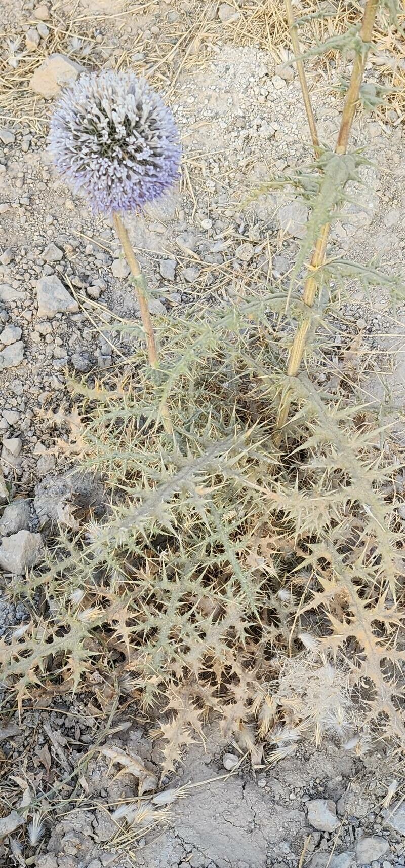 Echinops villosissimus habit