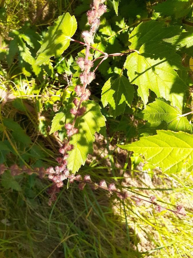Triumfetta rhomboidea fruit