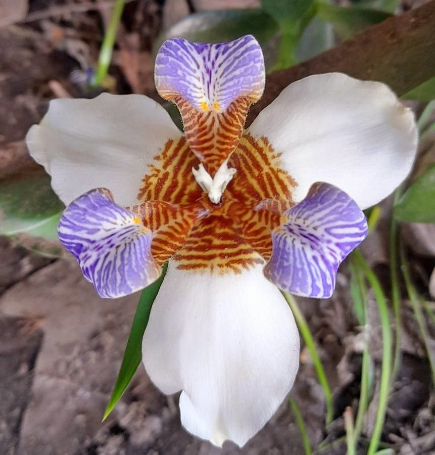 Neomarica candida flower