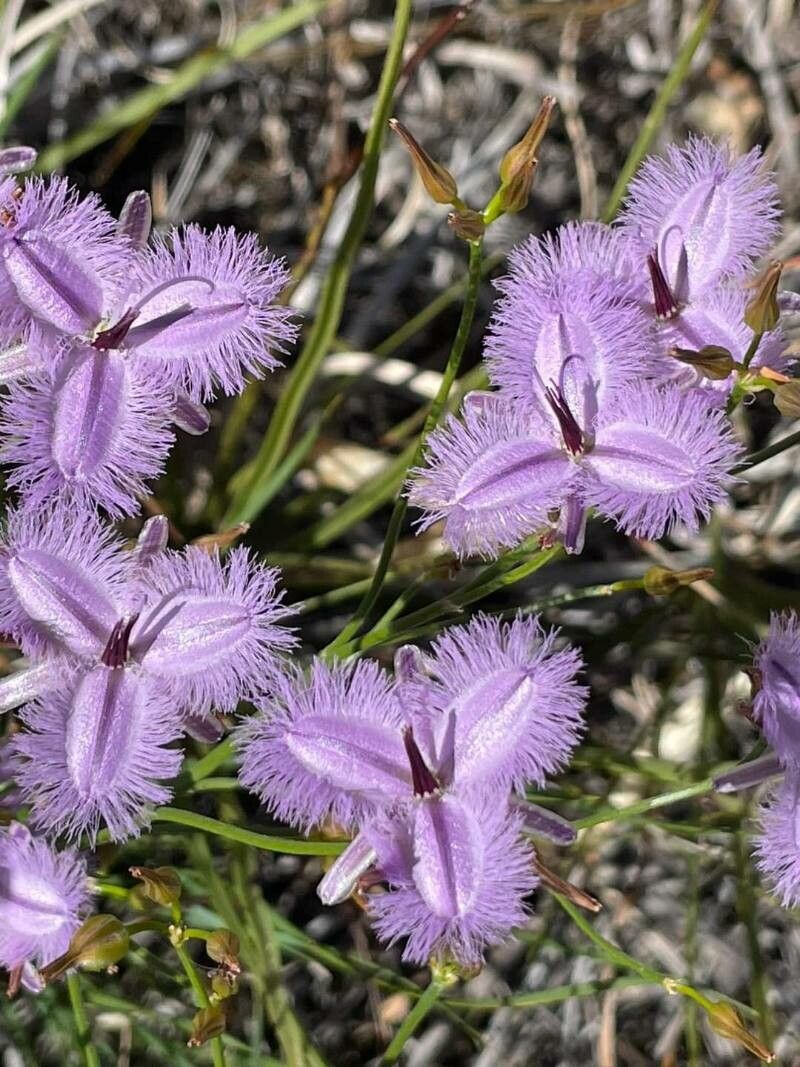 Thysanotus dichotomus — search result for 'Ornithogalum'