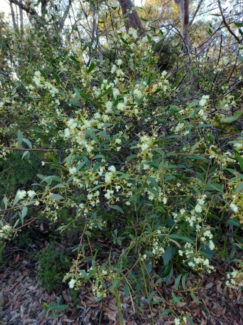 Acacia myrtifolia habit