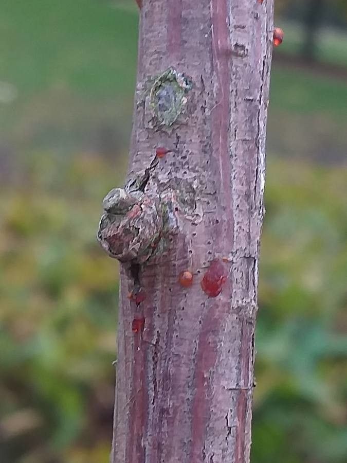 Glyptostrobus pensilis bark