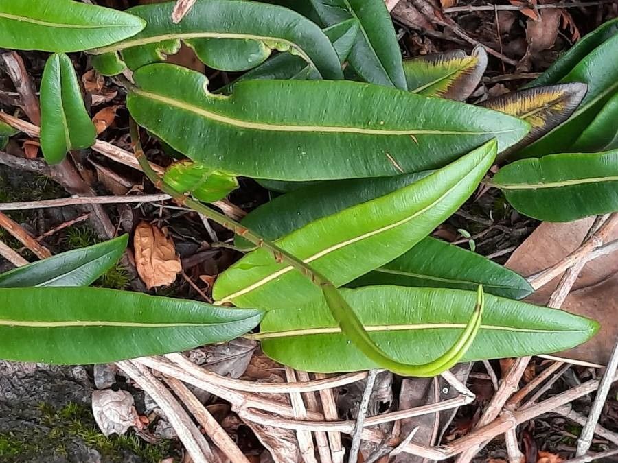 Elaphoglossum lingua leaf