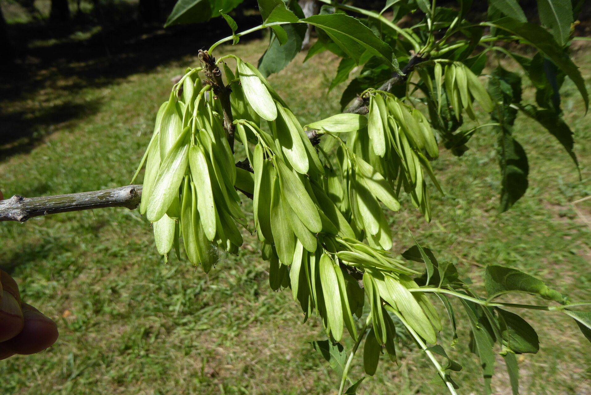 Fraxinus sogdiana fruit