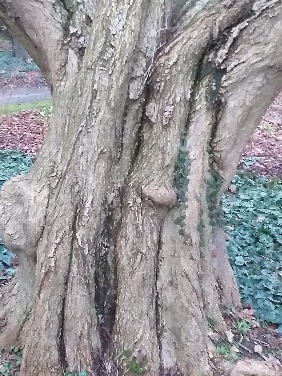 Carpinus turczaninowii bark