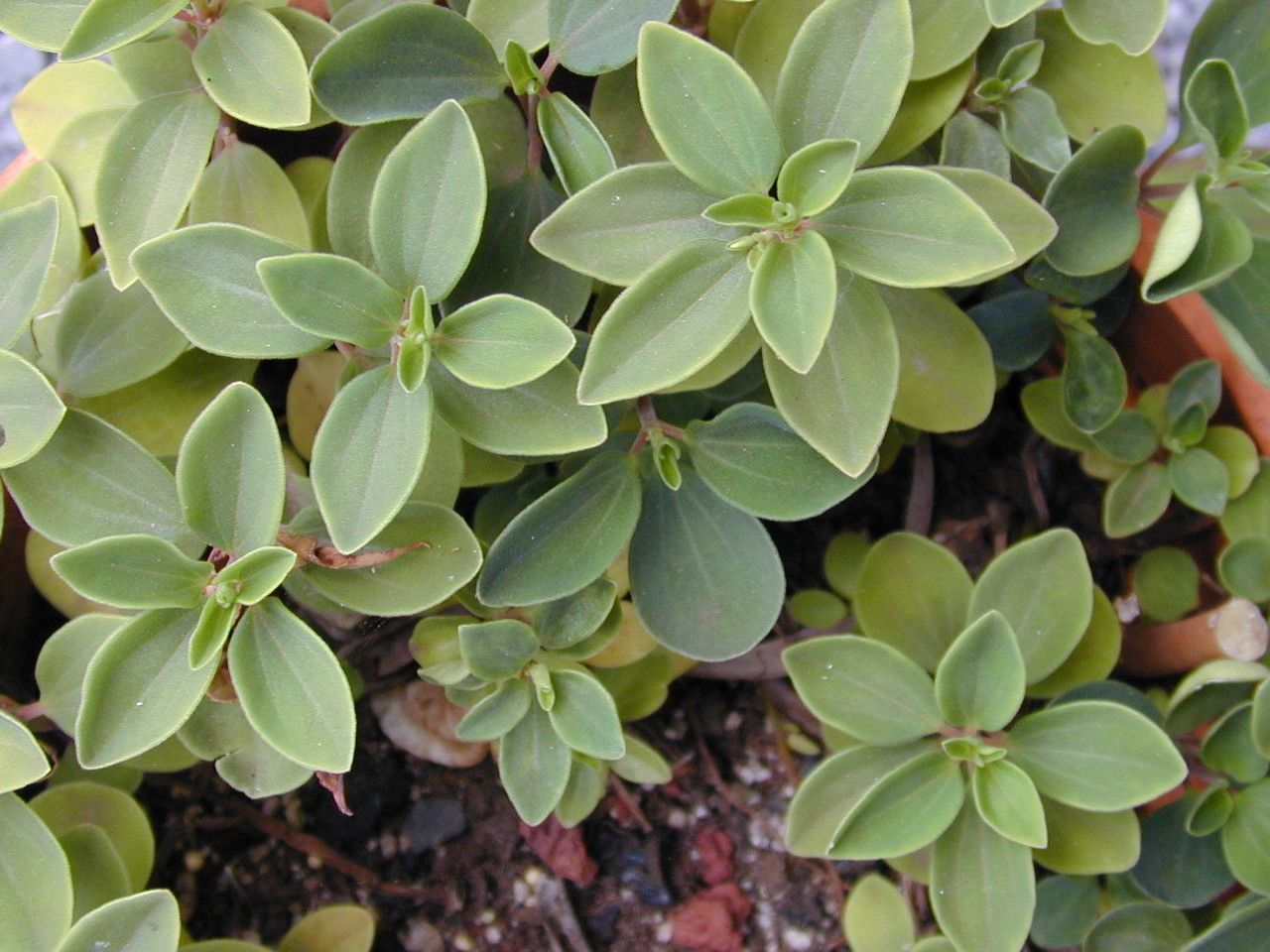 Peperomia humilis habit