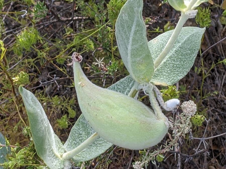 Asclepias californica fruit