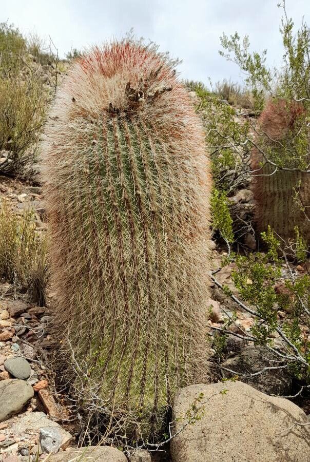 Echinopsis formosa habit