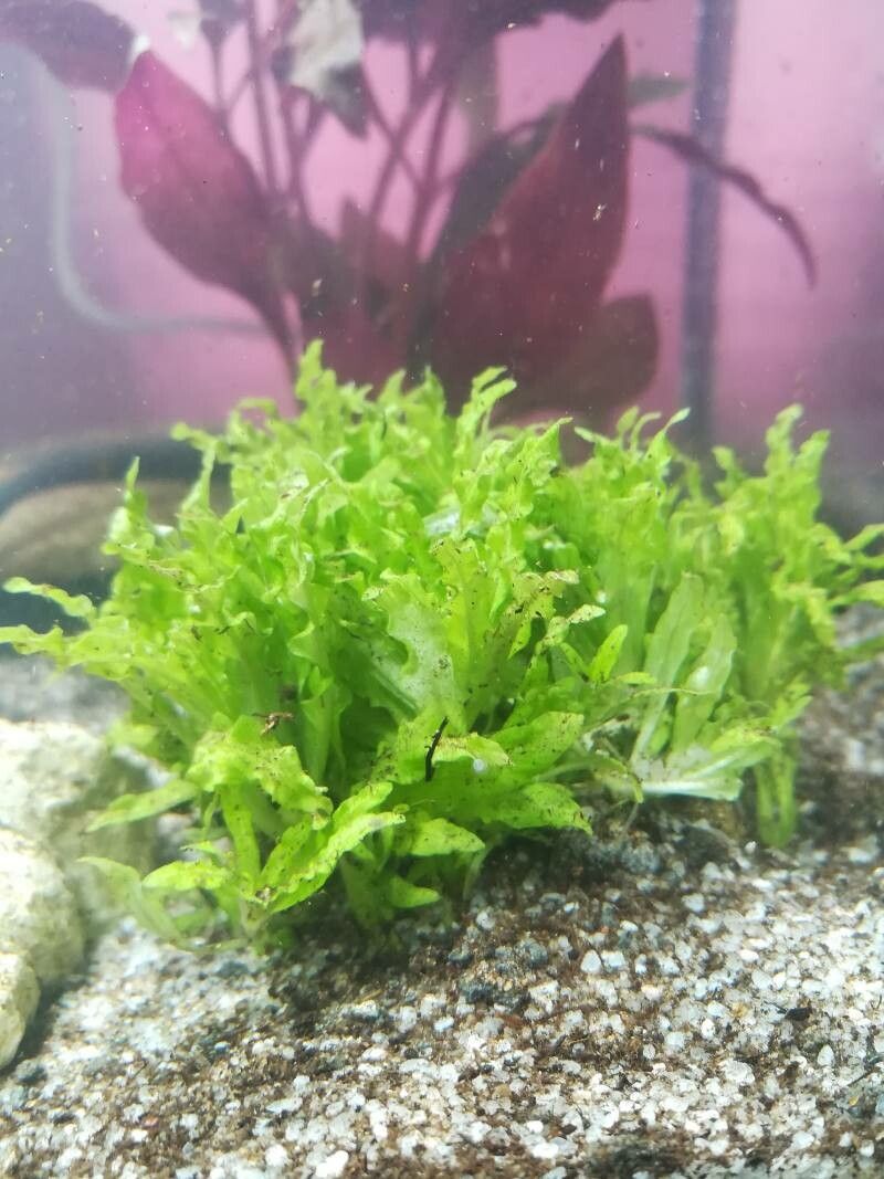 Pogostemon helferi leaf