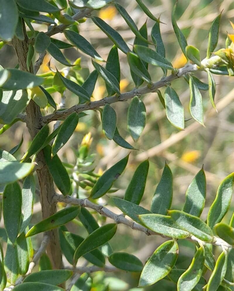 Chuquiraga parviflora — houseplant care guide