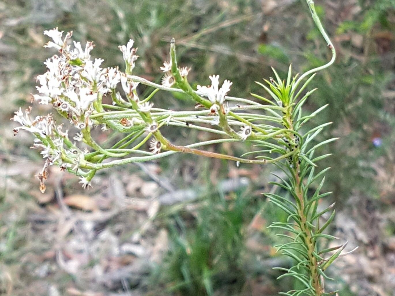 Conospermum ericifolium flower