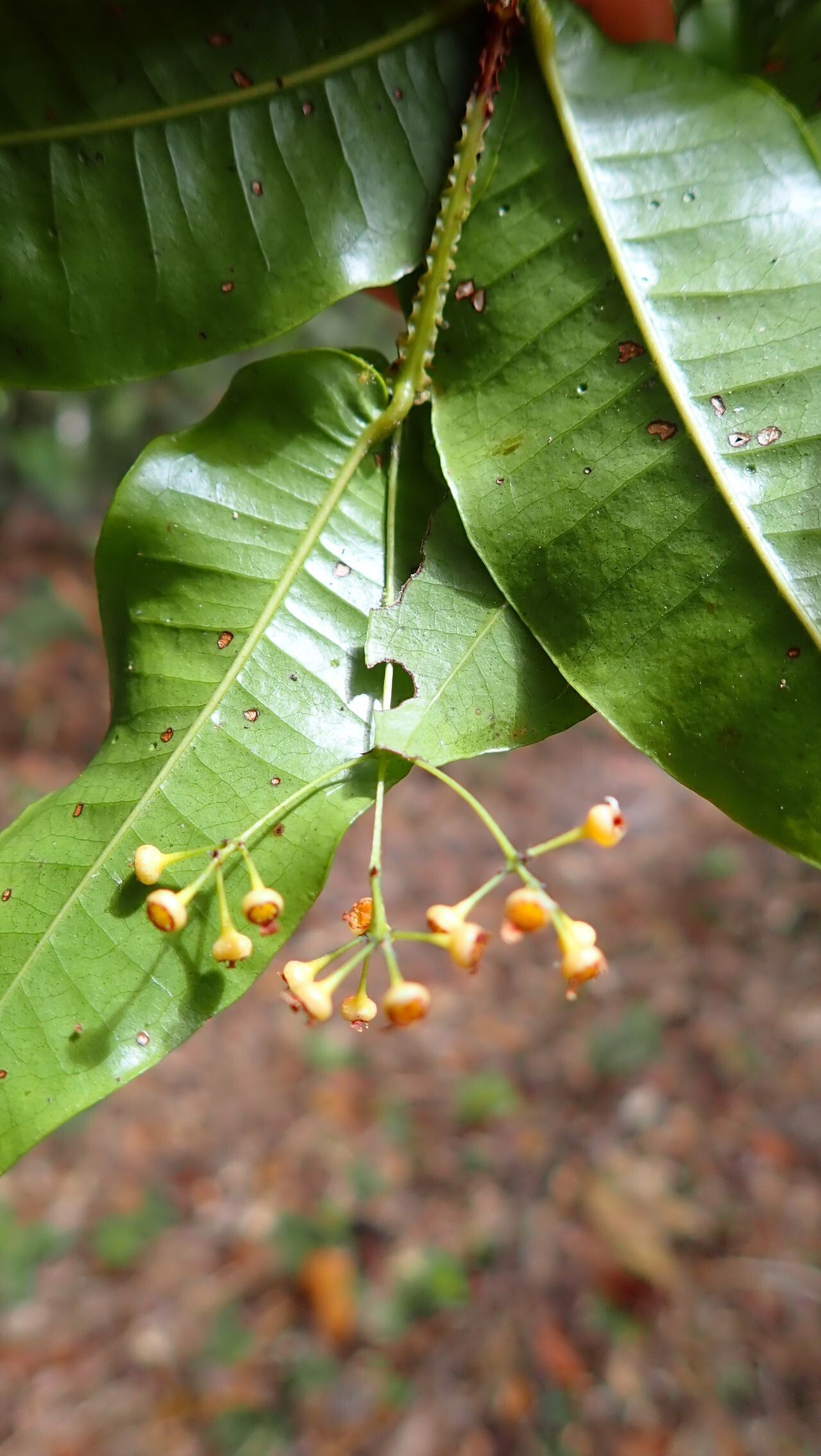 Syzygium jaffrei — houseplant care guide