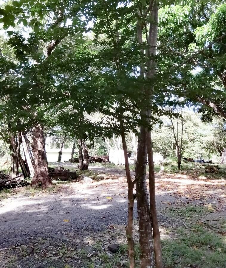 Randia thurberi habit