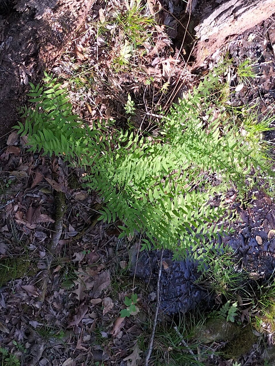 Osmunda spectabilis habit