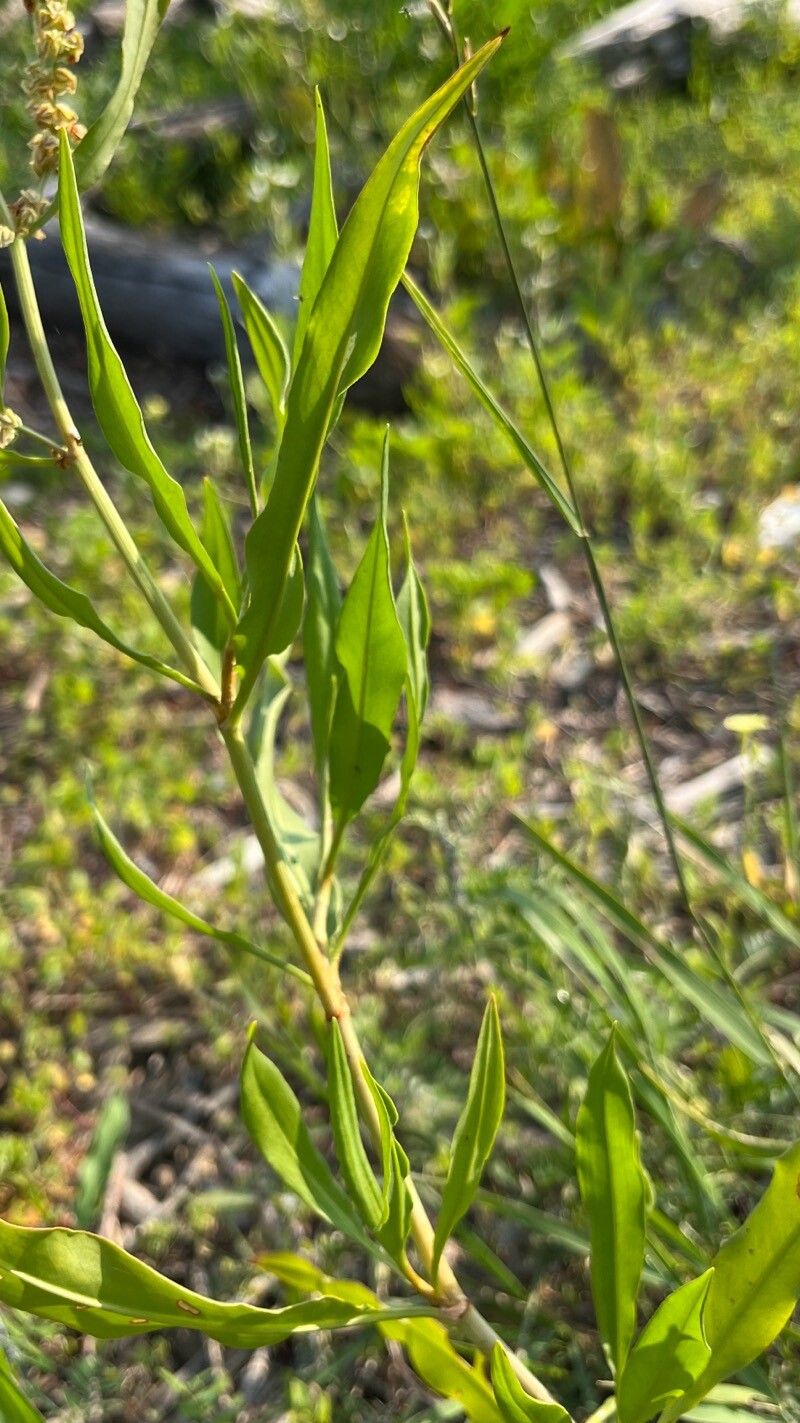 Rumex pallidus — houseplant care guide