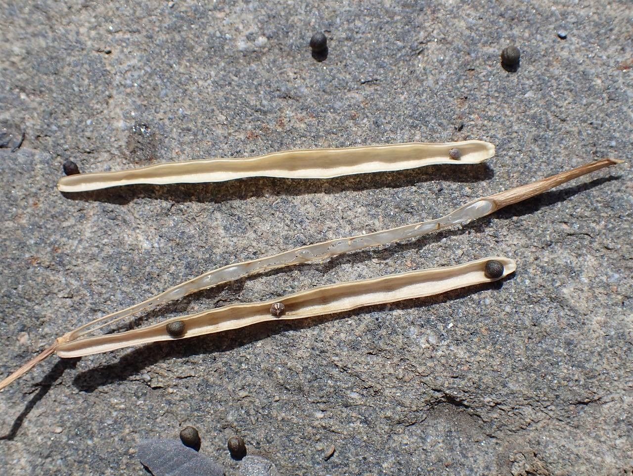 Coincya richeri fruit