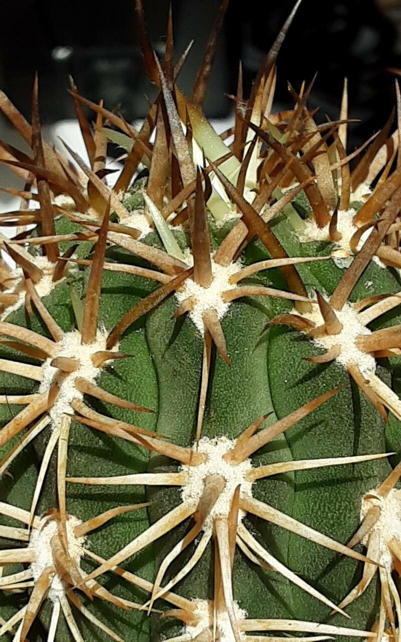 Leucostele undulosa leaf