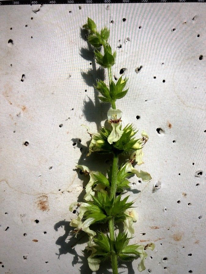 Sideritis vulgaris flower