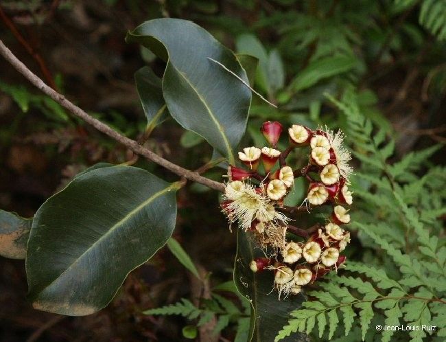 Syzygium tontoutaense flower