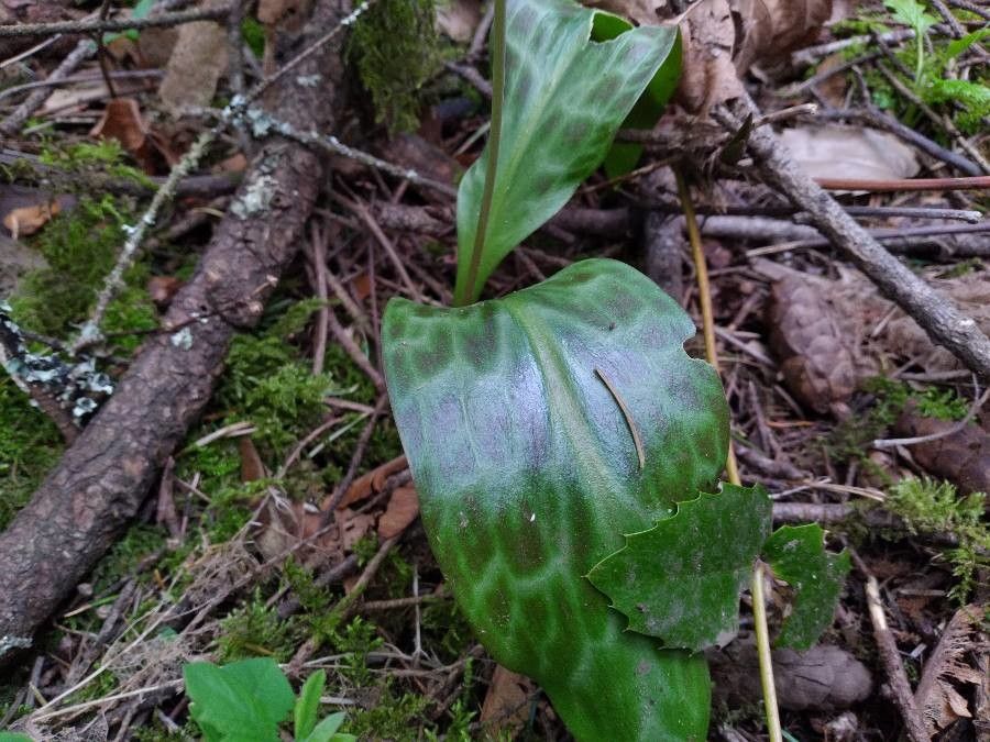 Erythronium oregonum leaf