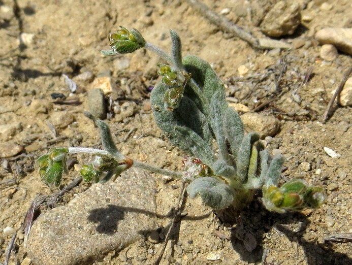 Eriogonum gossypinum habit