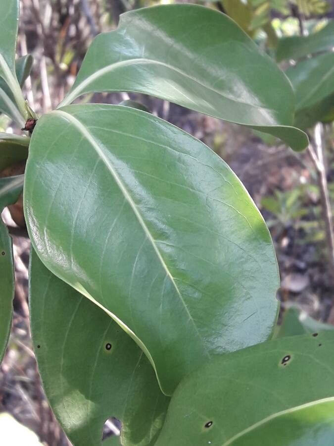 Erithalis odorifera — related species from the same genus