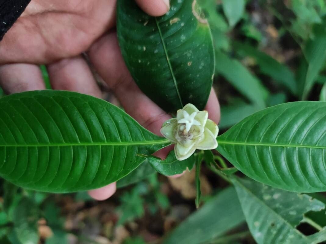 Palicourea glomerulata flower