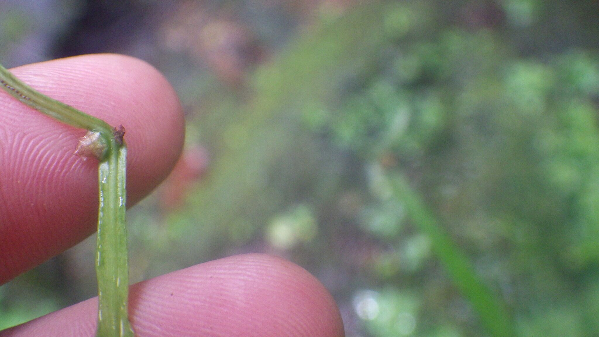 Asplenium poolii — houseplant care guide