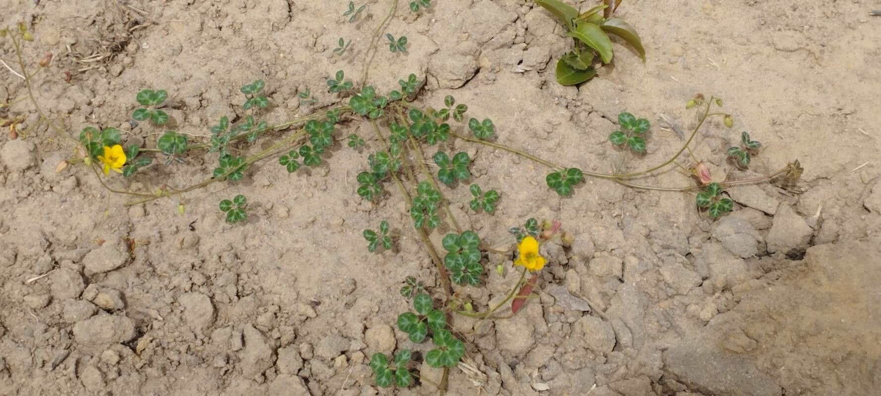 Chamaecrista hispidula habit