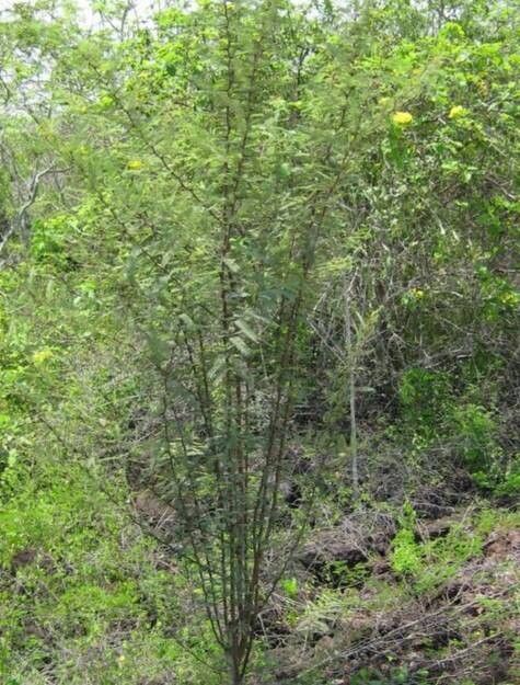 Vachellia rorudiana habit