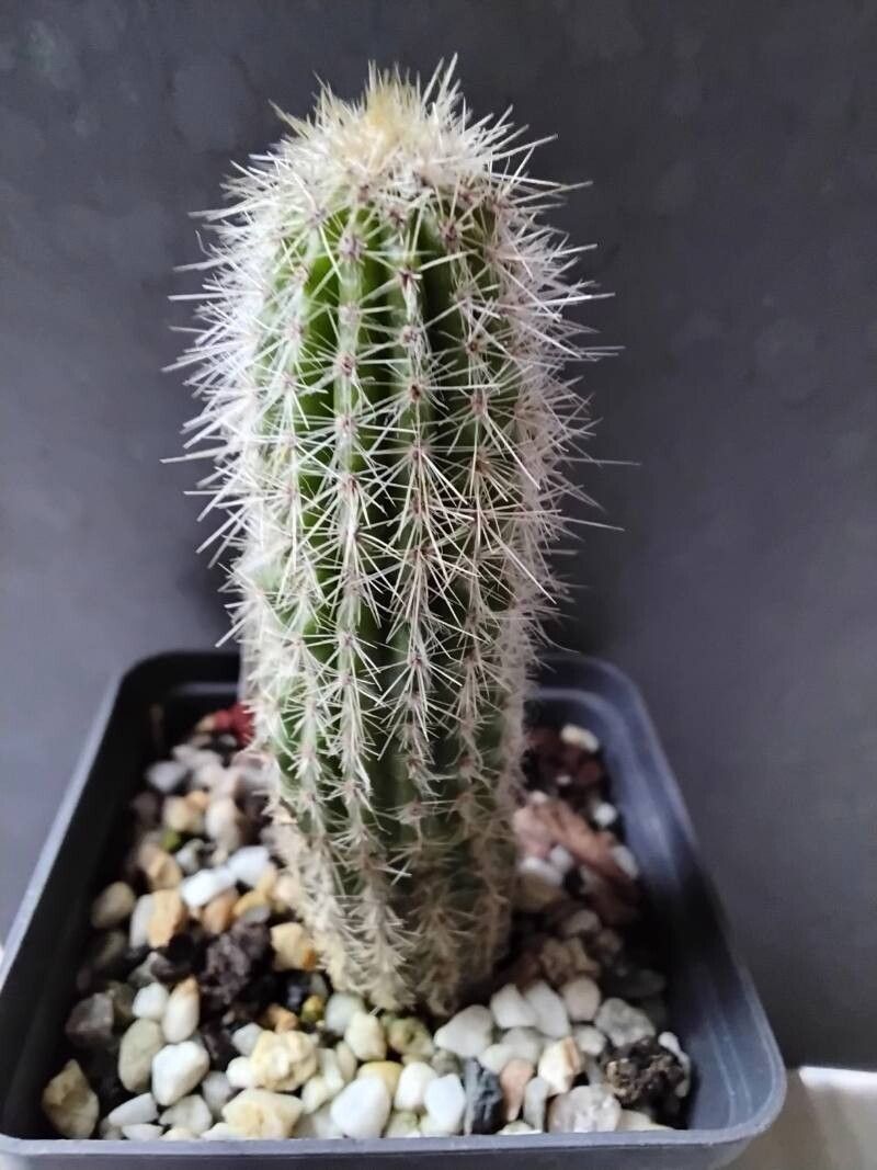 Pilosocereus aurisetus habit