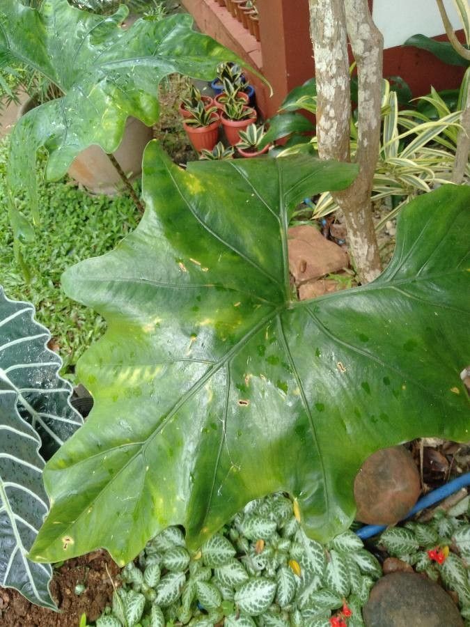 Alocasia nycteris — search result for 'Alocasia'