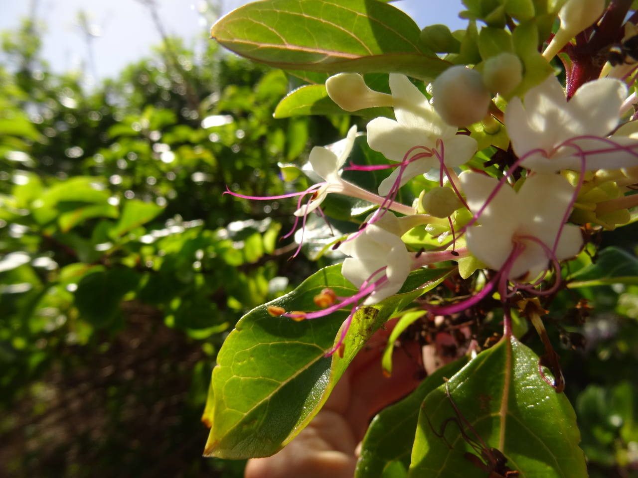 Clerodendrum aculeatum flower