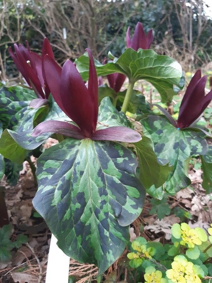 Trillium kurabayashii flower