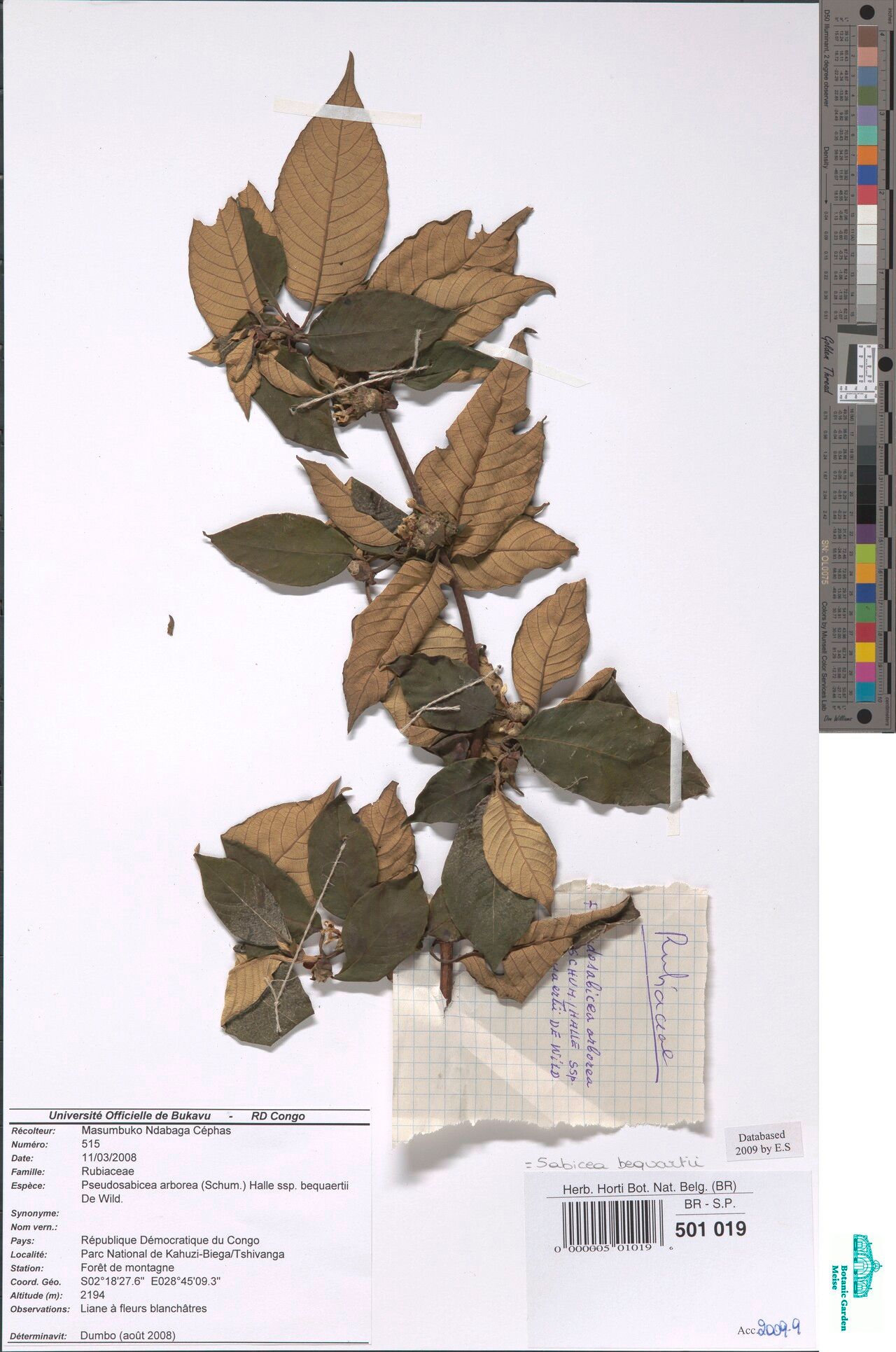 Sabicea bequaertii — houseplant care guide