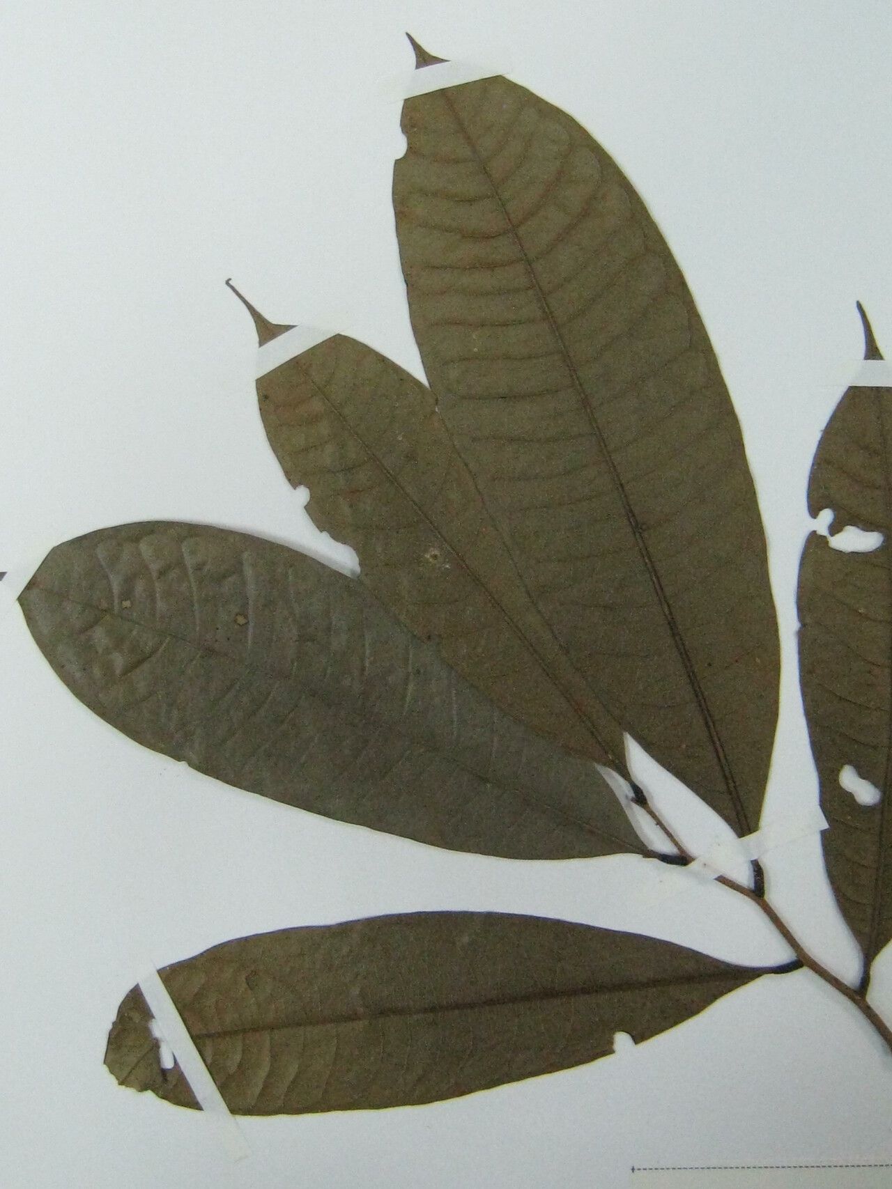 Duguetia trunciflora other