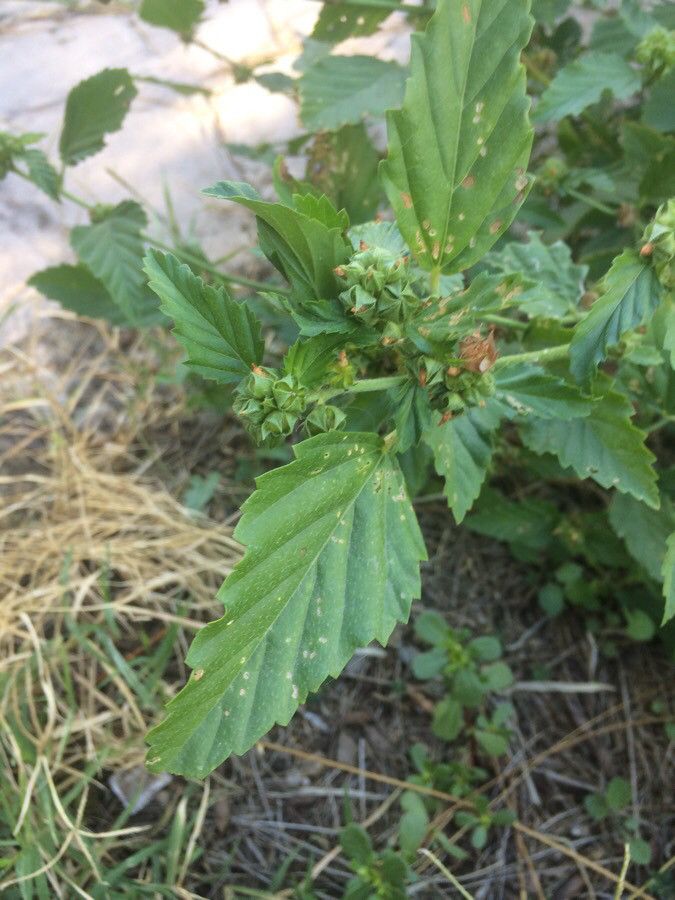 Malvastrum coromandelianum leaf