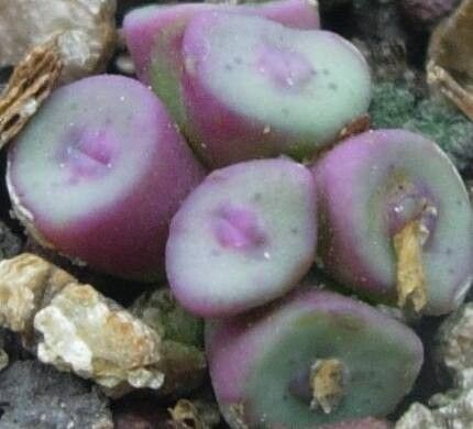 Conophytum chrisocruxum — houseplant care guide