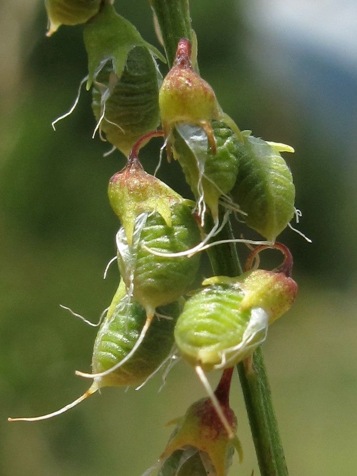Melilotus elegans fruit
