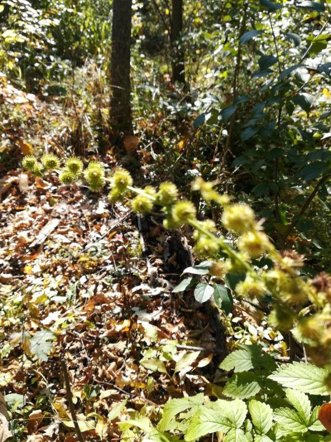 Agrimonia pubescens fruit